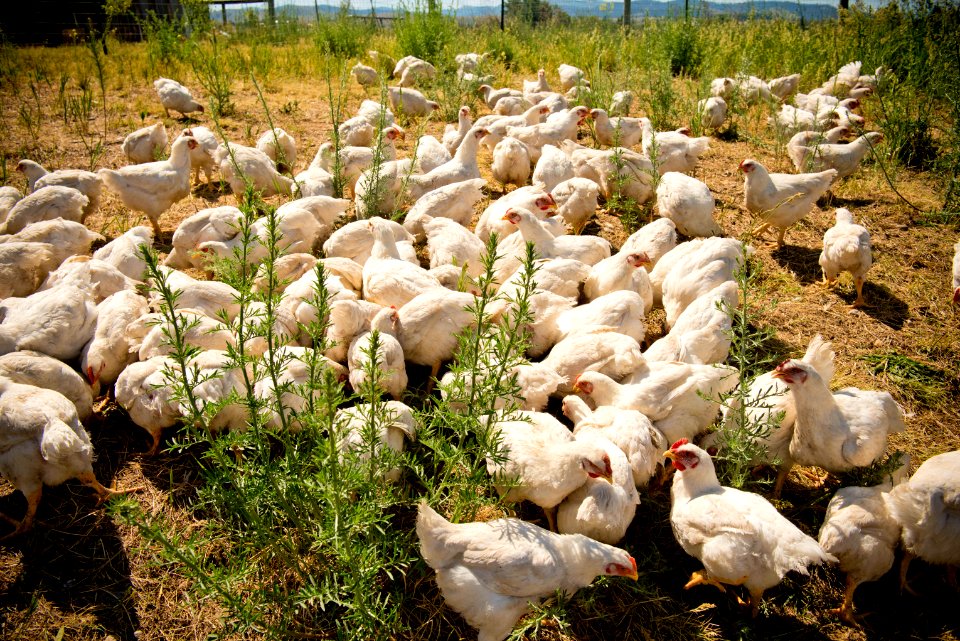 1951 NRCS projects