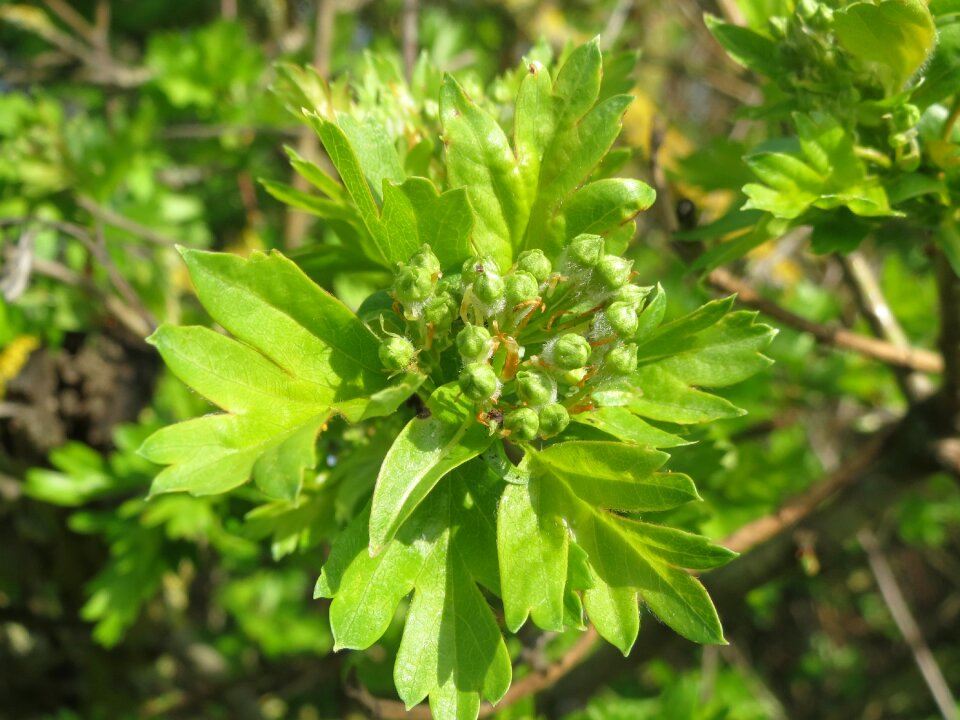 May mayblossom maythorn