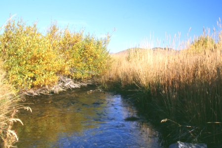 Riparian73.tif photo