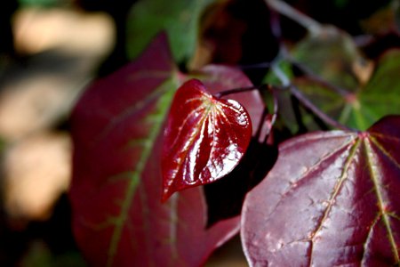 Turning a New Leaf 1