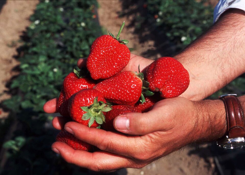 Healthy sweet fresh