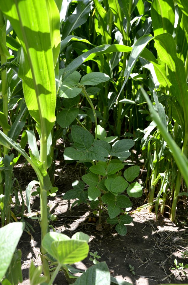 soilhealth010