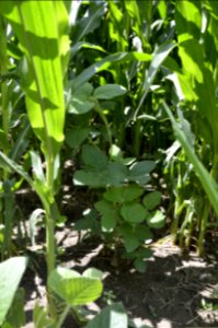 soilhealth010