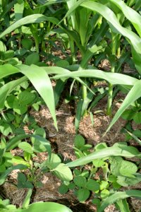 conservationtillage175