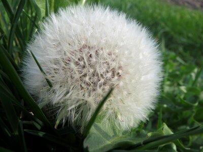 Wildflower clock flora photo