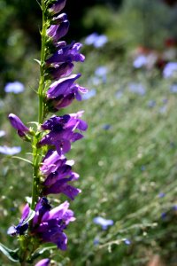 Purple (??) Flowers photo