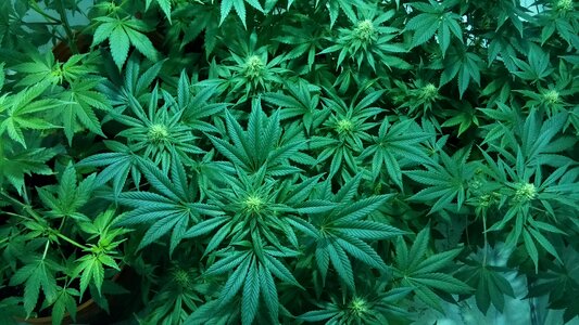 Medical marijuana weed hydroponic photo
