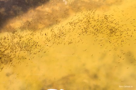 Larvas de Pníphéranus