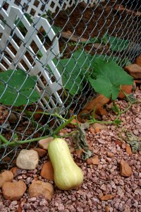 Through the Fence