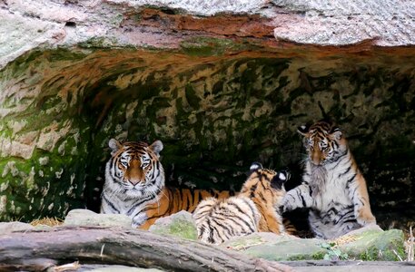 Young animal young tiger tiger family photo