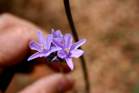 Another Unknown Flower