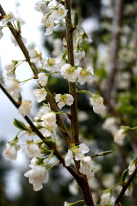 Plum Tree Blossoms