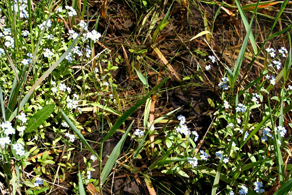Plants OB 90