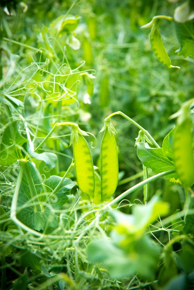 6803 NRCS projects.jpg