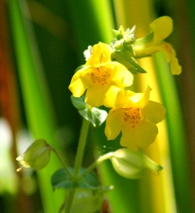 Plants OB 908
