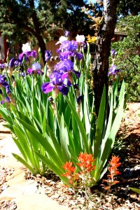 Iris Color Explosion