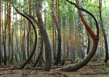 Pine tree trunks curved photo