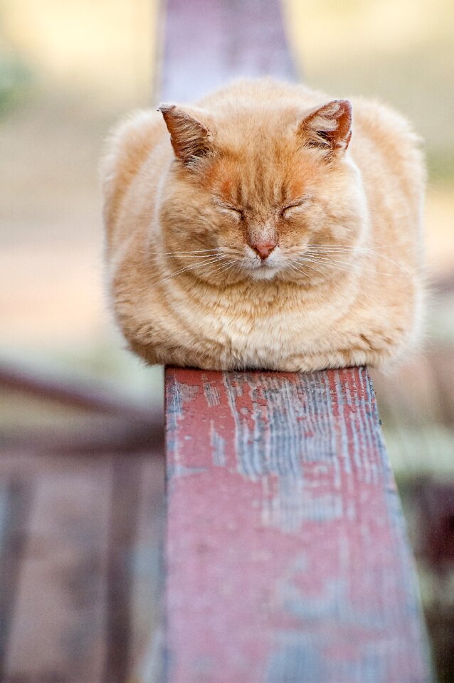 Resting pet railing