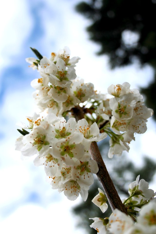 Plum Tree Flowers