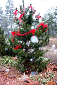 Outdoor Christmas Tree