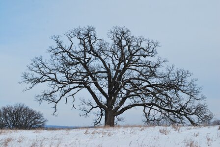 Tree oak silhouette