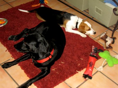 Dogville
