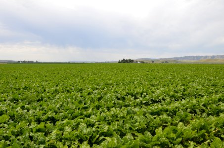 conservationtillage145
