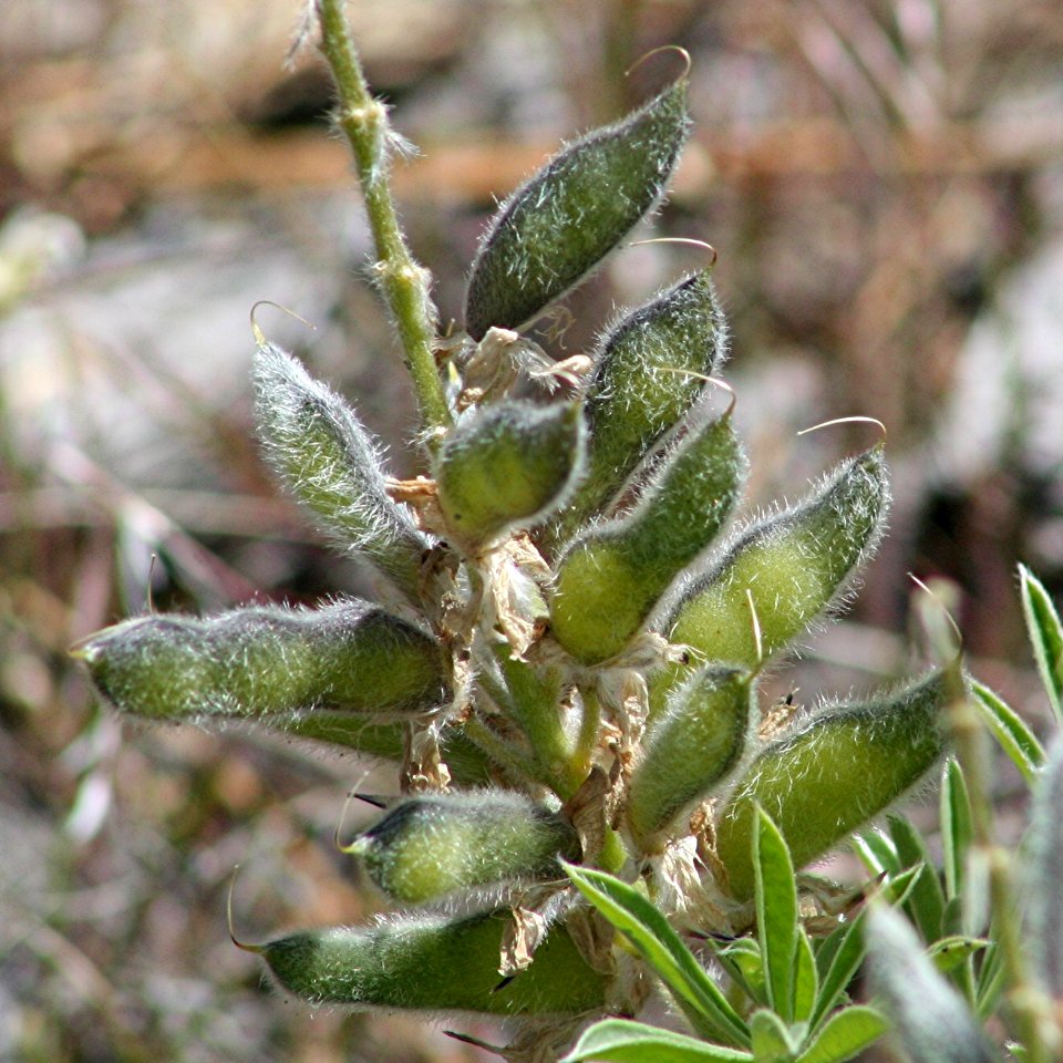 Plants OB 581