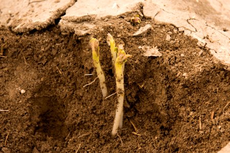 4055 NRCS projects