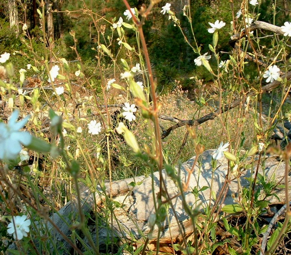 Plants OB 169
