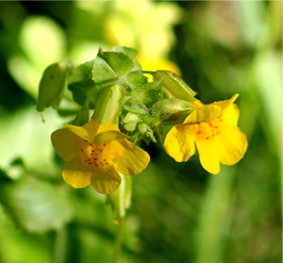 Plants OB 909