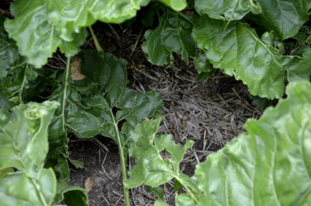 conservationtillage150