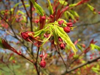 Tree flora inflorescence