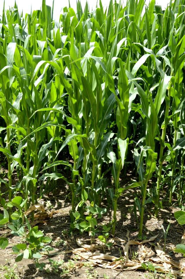 soilhealth012