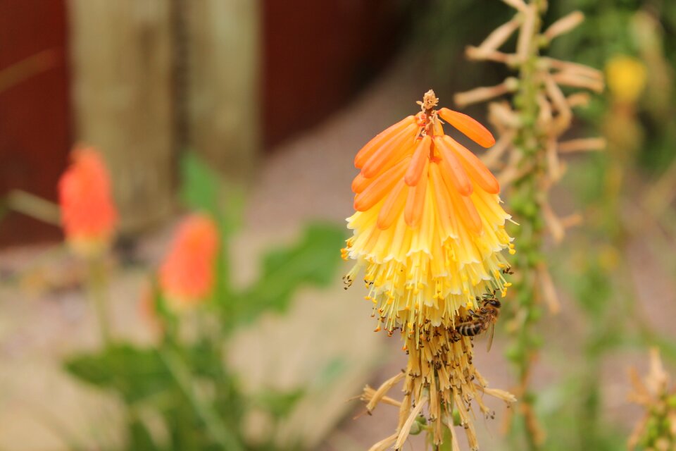 Nature macro plants