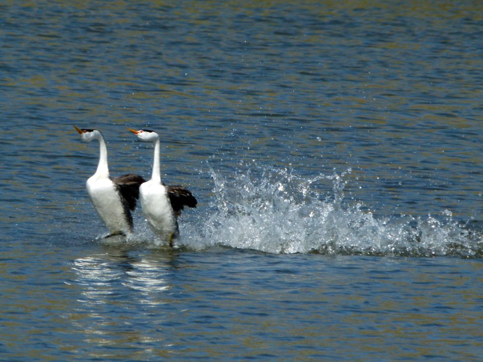 Grebe Water Dance photo