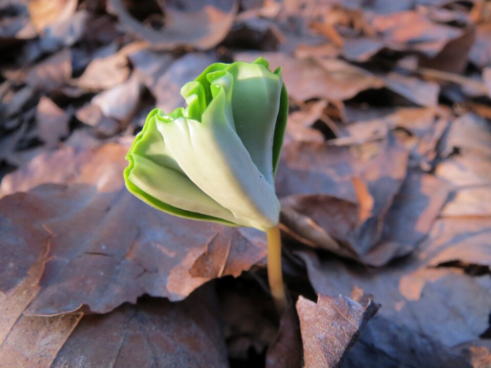 Sprout sapling macro
