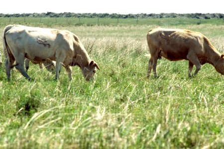 Rangeland86.tif