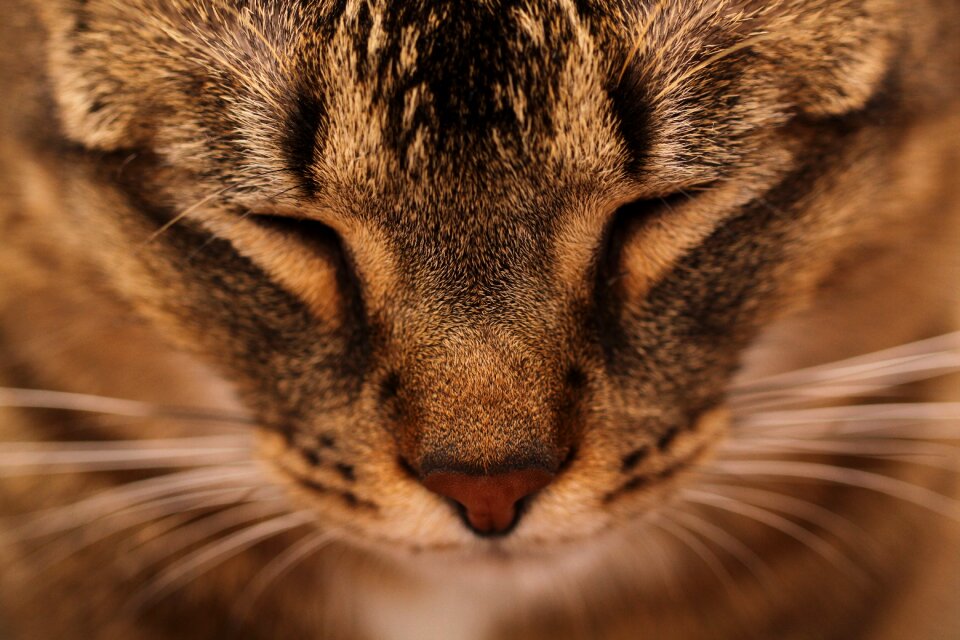 Animals sleeping head
