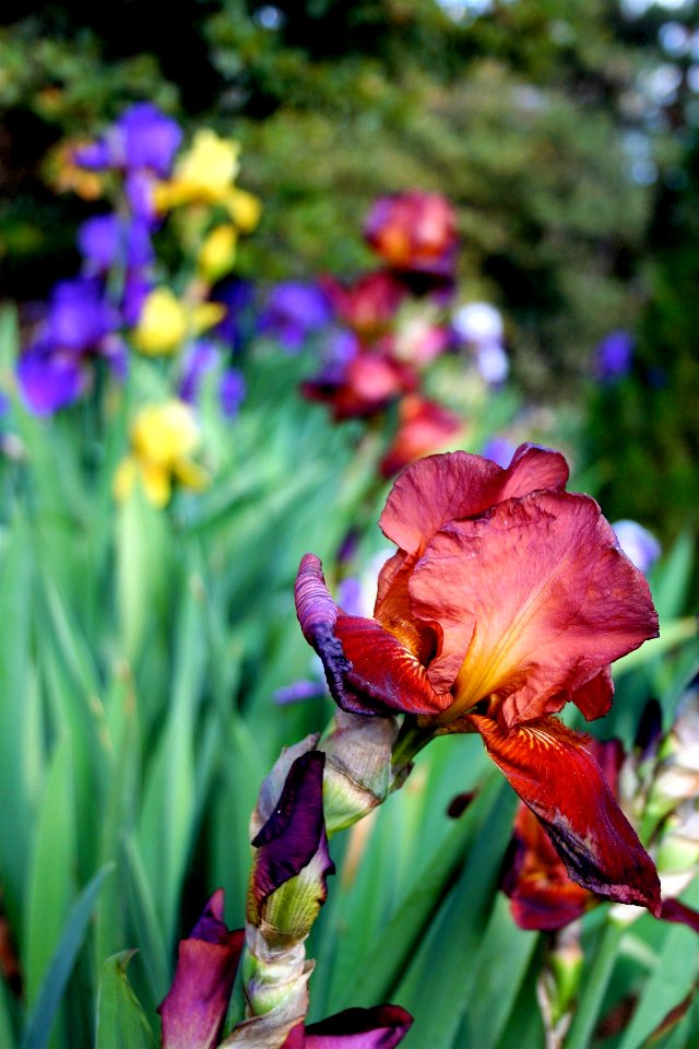 Iris Color Explosion