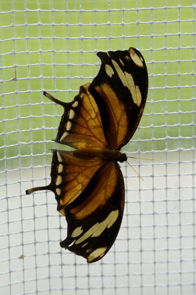 Leaf wing spread