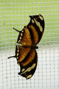 Leaf wing spread photo