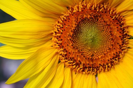 Sunflower