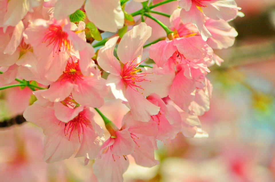 Flower plants flowers photo