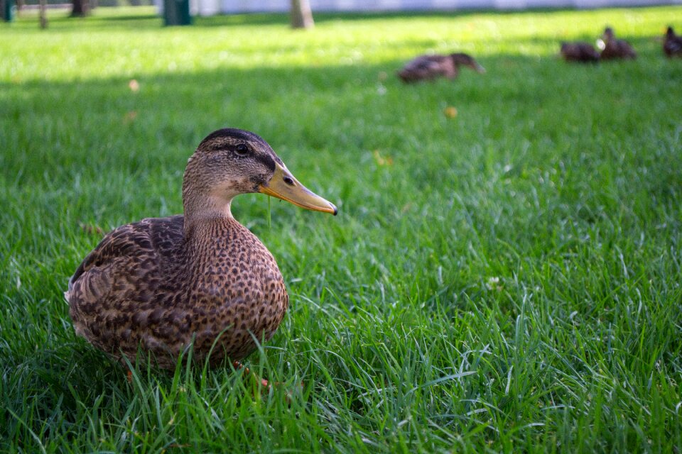 Duck animals water