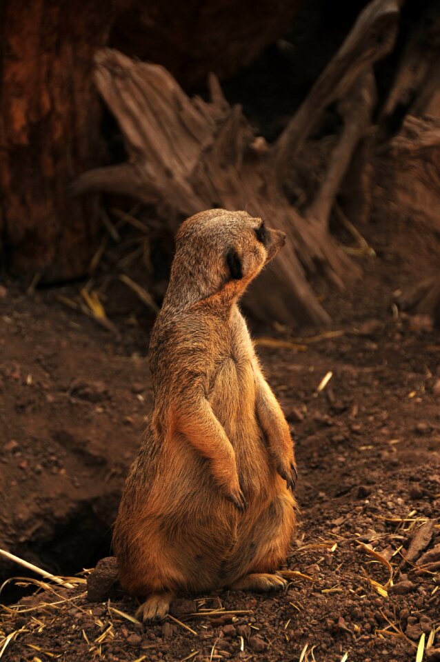 Meerkat africa african animal