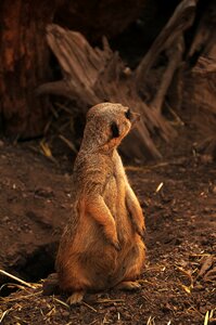 Meerkat africa african animal