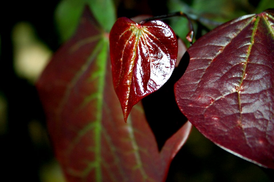 Turning a New Leaf 2