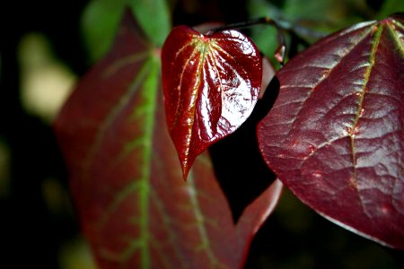 Turning a New Leaf 2