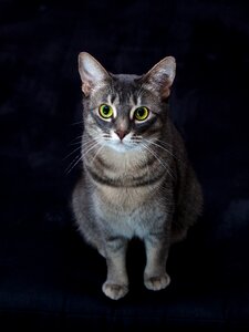 Cat watch view